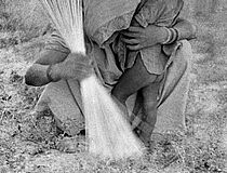 1953, Punjab, Inde, une glaneuse et son enfant. - Agrandir l'image (fenêtre modale)