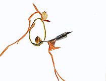 Agrandir l'image (fenêtre modale)