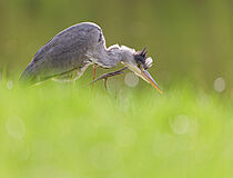 Agrandir l'image (fenêtre modale)
