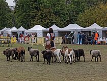 Agrandir l'image (fenêtre modale)