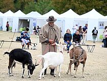 Agrandir l'image (fenêtre modale)